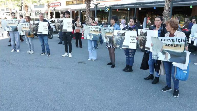 Başakşehirde kediye işkence davasında karar: Sanık hakkında 3 yıl 8 ay hapis cezası