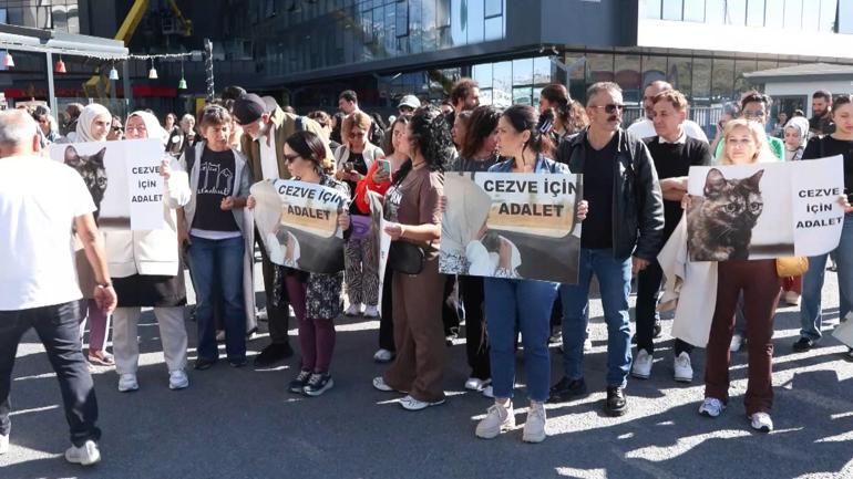 Başakşehirde kediye işkence davasında karar: Sanık hakkında 3 yıl 8 ay hapis cezası