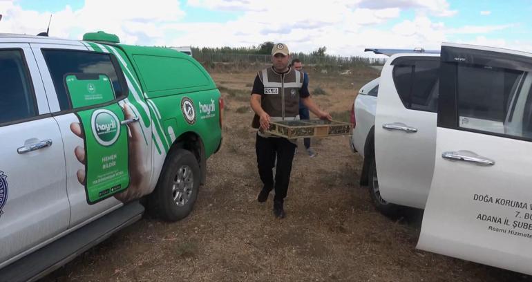 Kuş kaçakçısı suçüstü yakalandı; 247 saka kuşu kurtarıldı