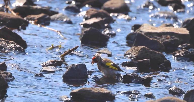 Kuş kaçakçısı suçüstü yakalandı; 247 saka kuşu kurtarıldı