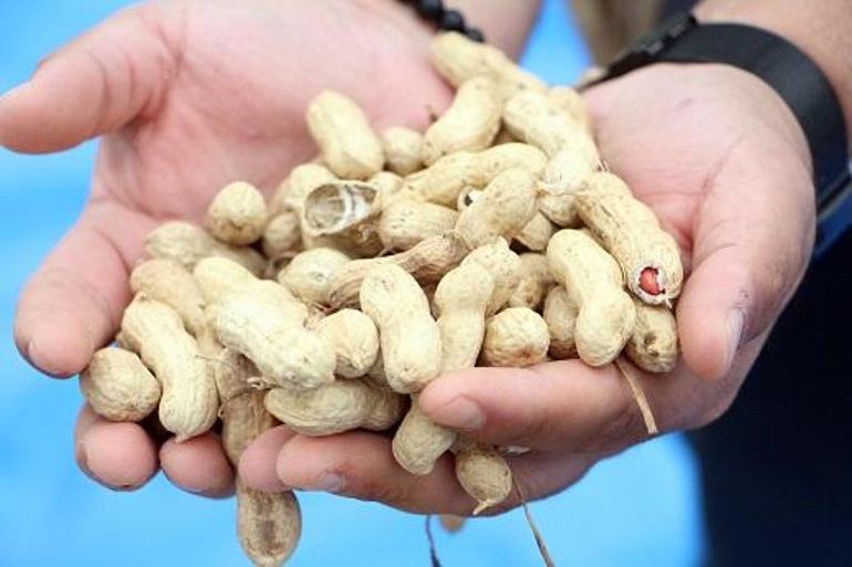 Meriçte Fıstık Festivali başladı