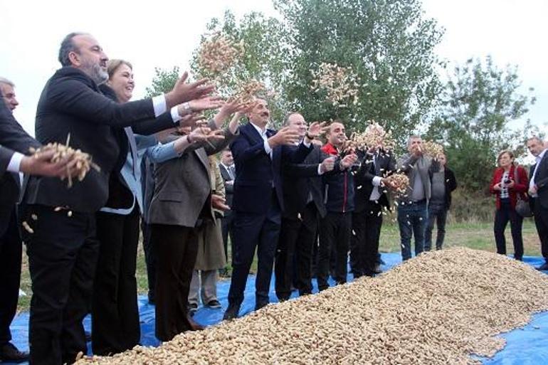 Meriçte Fıstık Festivali başladı