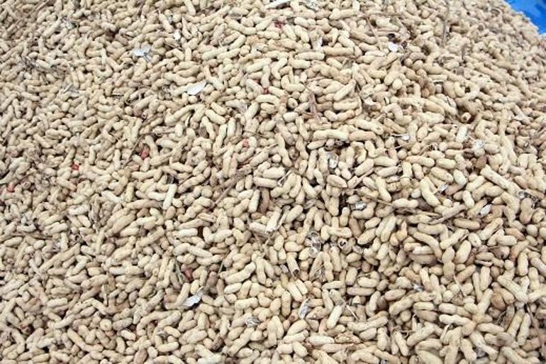 Meriçte Fıstık Festivali başladı