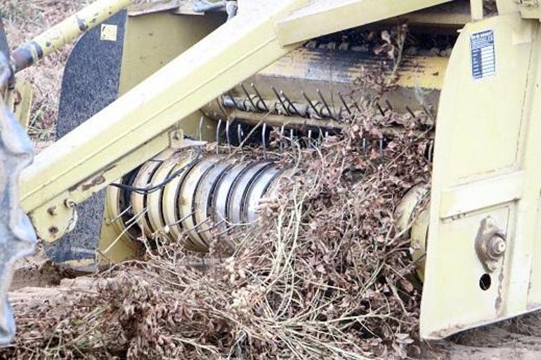 Meriçte Fıstık Festivali başladı