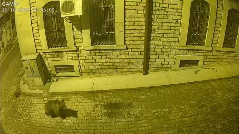 Kastamonuda aç kalan ayı ilçe merkezine indi; o anlar kamerada