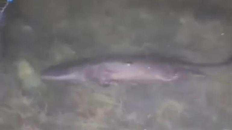 Fırat Nehri’nde tatlı su samuru görüntülendi