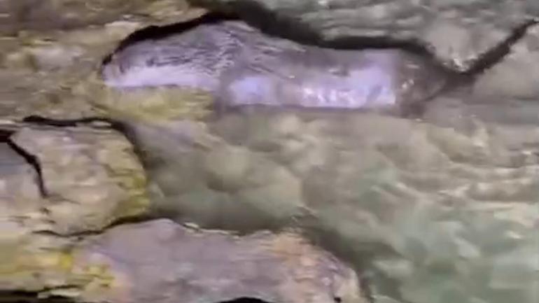 Fırat Nehri’nde tatlı su samuru görüntülendi