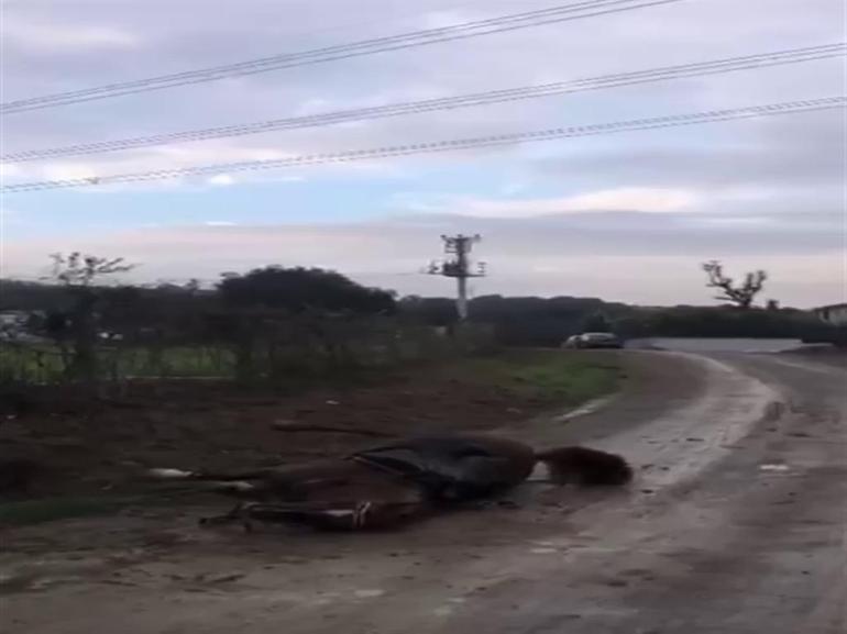 Kaçak çekilen elektrik hattında akıma kapılan 2 attan 1i öldü