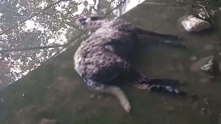 Başıboş köpekler sürüye saldırıp, 3 koyunu öldürdü