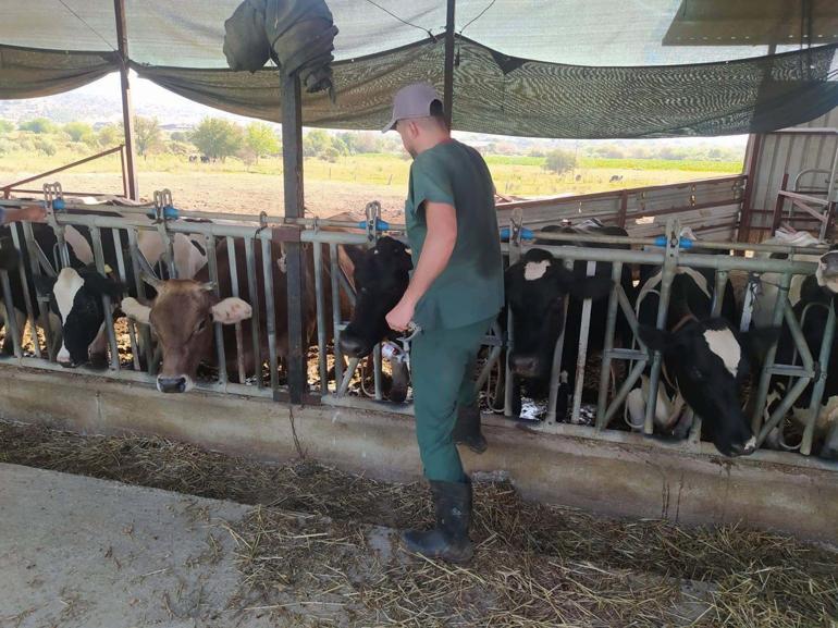 Yenipazar’da 9 mahallede ‘şap’ karantinası