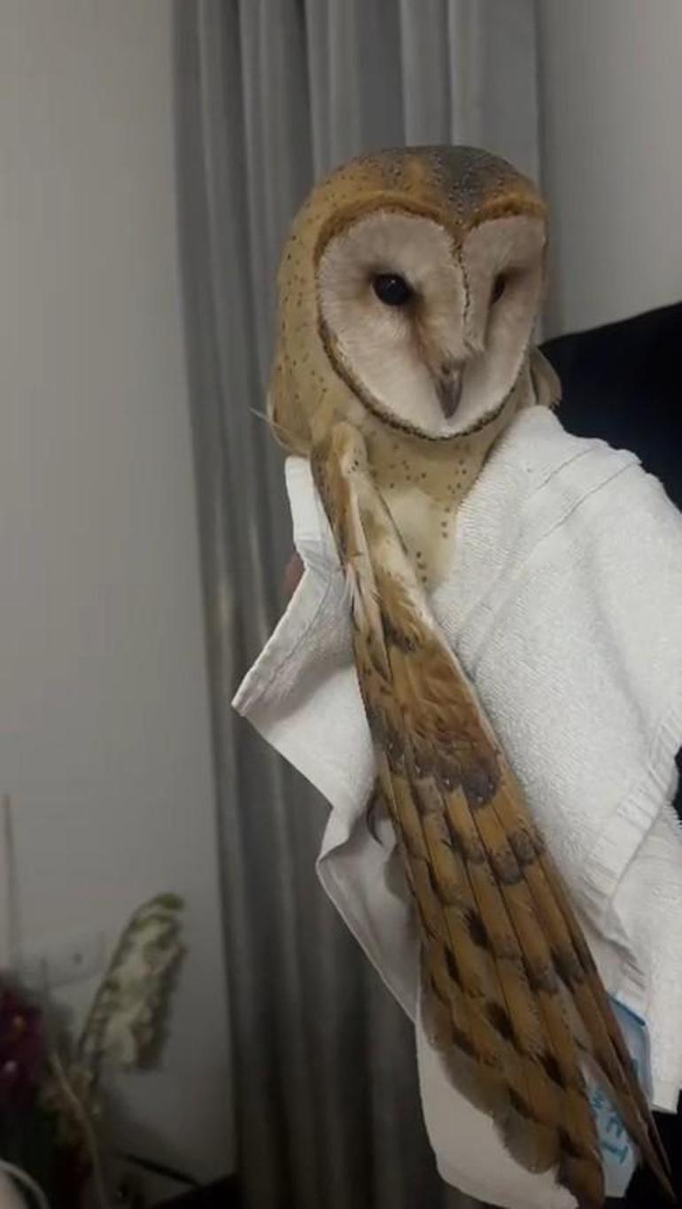 ‘Peçeli baykuş’, Bursada evin balkonuna girdi