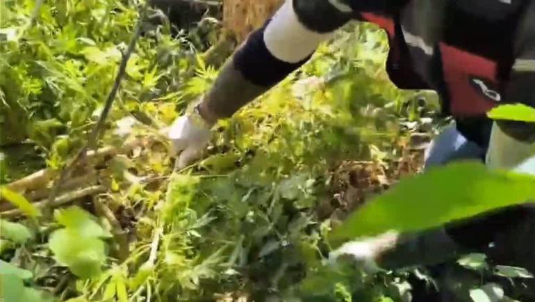 Hatay’da 89 kilo 200 gram esrar ve bin 876 kök kenevir ele geçirildi; 3 tutuklama