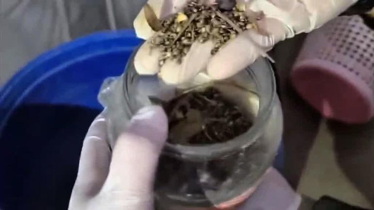 Hatay’da 89 kilo 200 gram esrar ve bin 876 kök kenevir ele geçirildi; 3 tutuklama