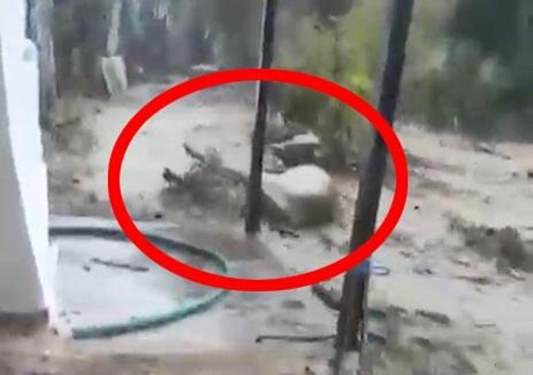 Aydın’da sağanak etkili oldu, sele kapılan 15 büyükbaş kurtarıldı; o anlar kamerada