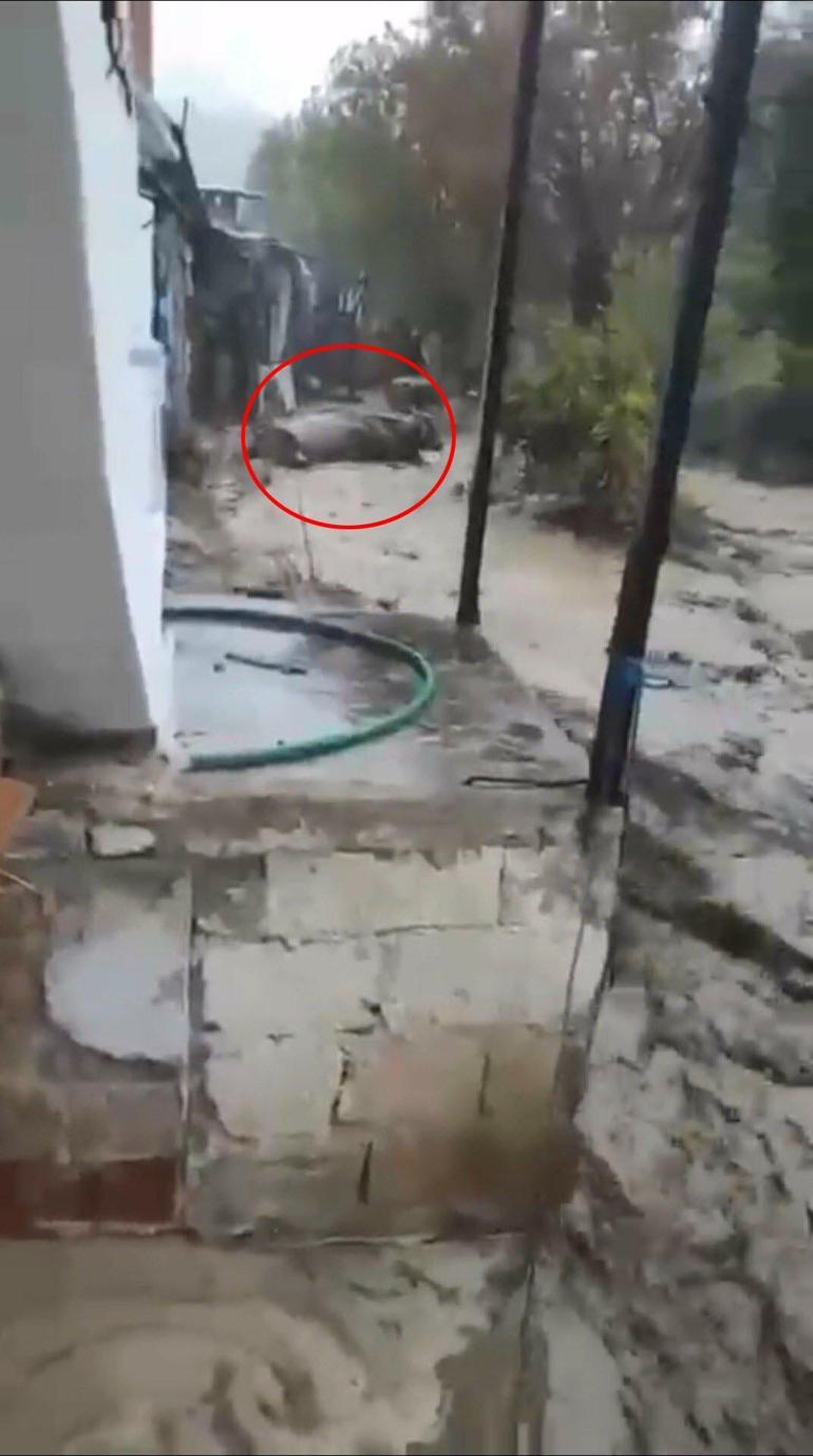 Aydın’da sağanak etkili oldu, sele kapılan 15 büyükbaş kurtarıldı; o anlar kamerada