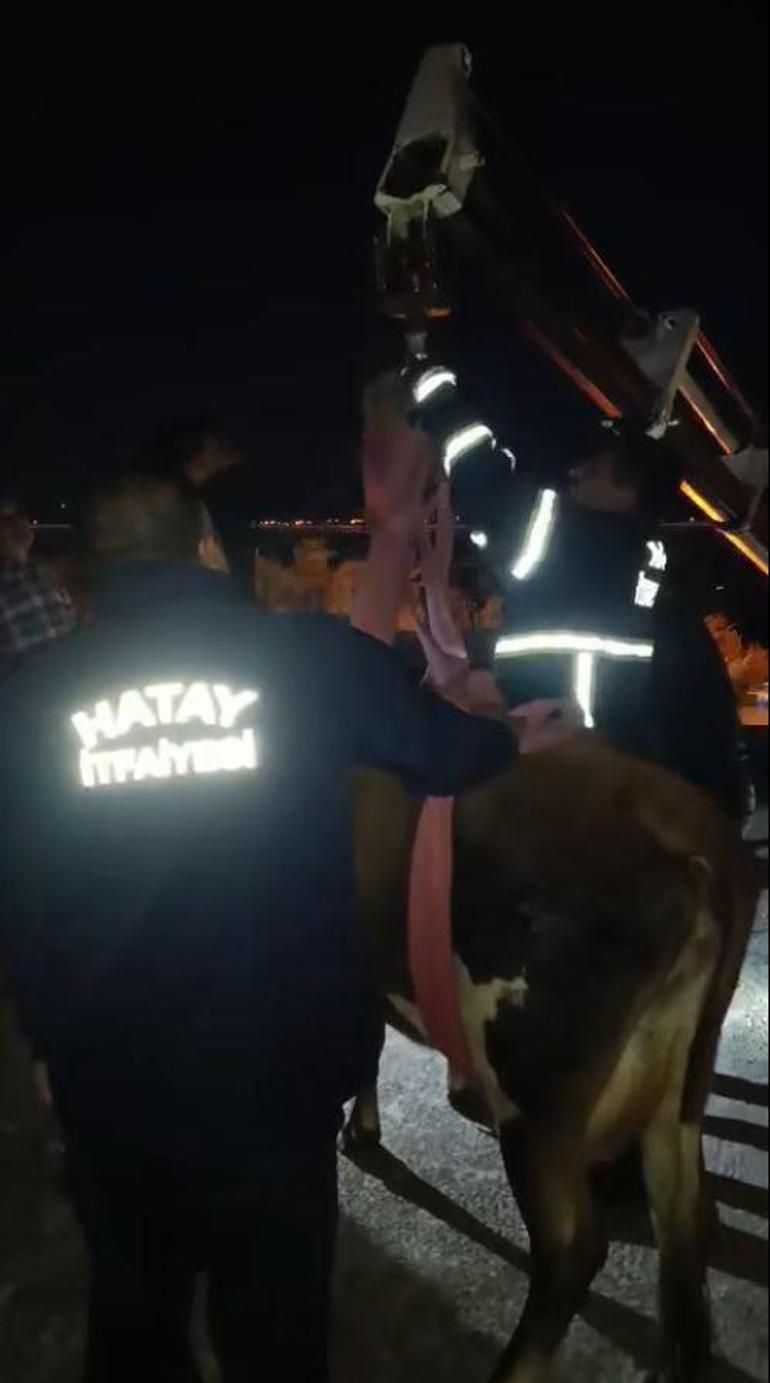 Hatayda dama çıkan inek, vinçle indirildi