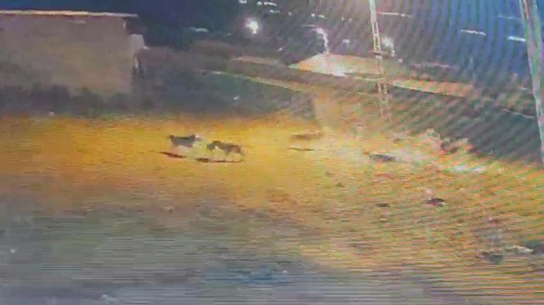 Köye inen kurtlar, köpeğe saldırdı