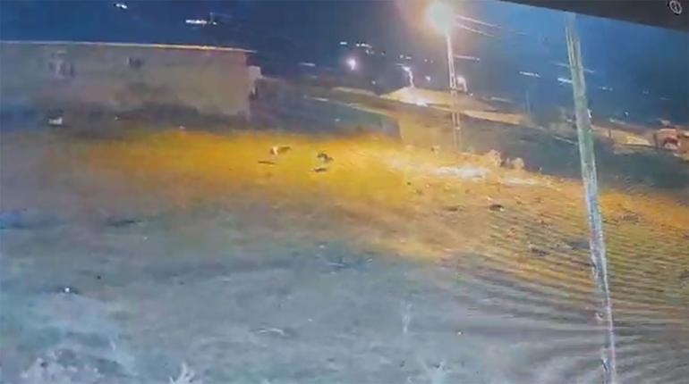 Köye inen kurtlar, köpeğe saldırdı