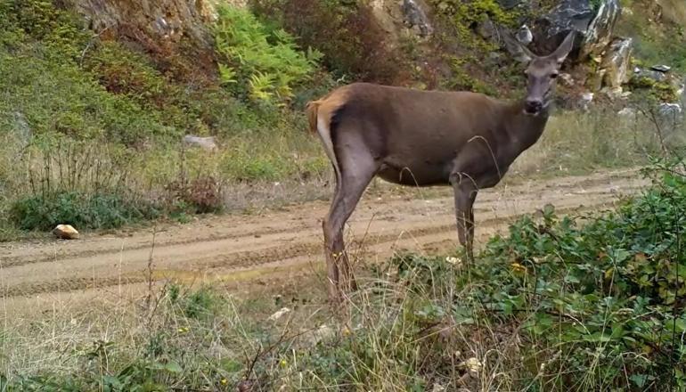 Ormanda otlayan kızılgeyik fotokapanla görüntülendi