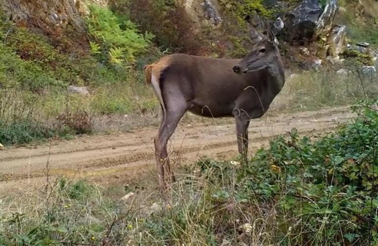 Ormanda otlayan kızılgeyik fotokapanla görüntülendi