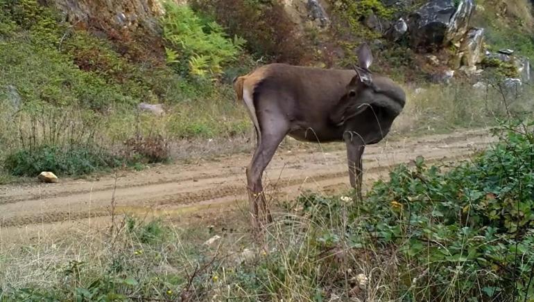 Ormanda otlayan kızılgeyik fotokapanla görüntülendi