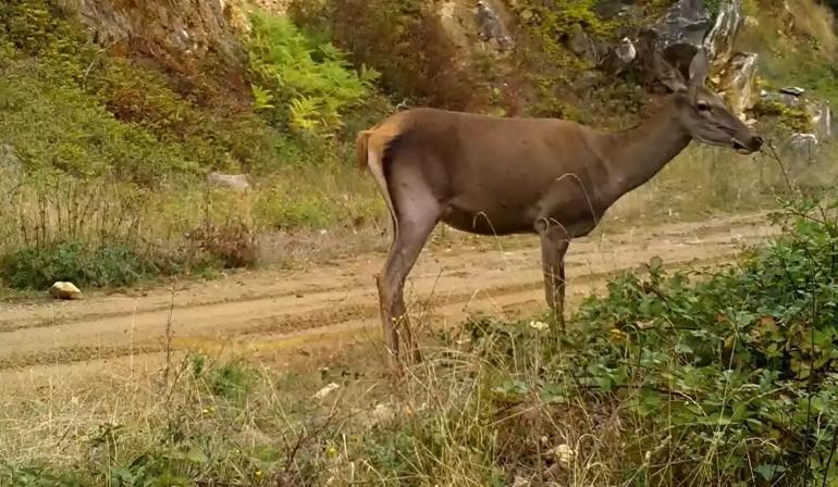 Ormanda otlayan kızılgeyik fotokapanla görüntülendi