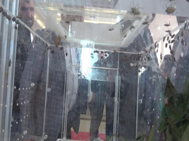 Samuray arısı, eşek arısı değil; kahverengi kokarcanın doğal düşmanı