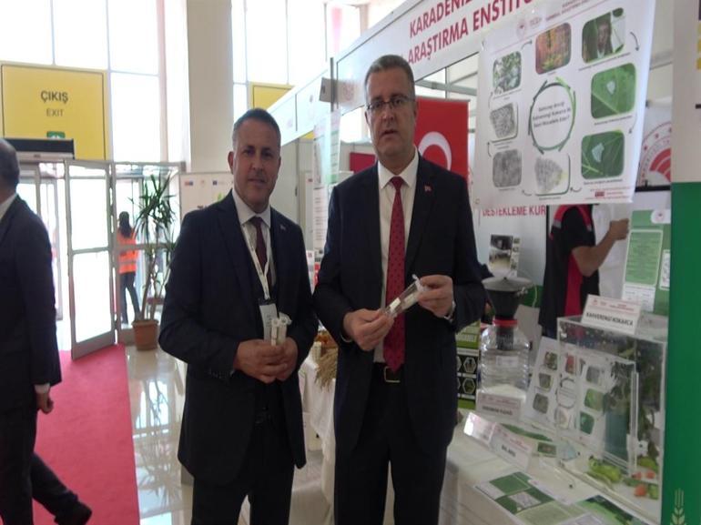 Samuray arısı, eşek arısı değil; kahverengi kokarcanın doğal düşmanı