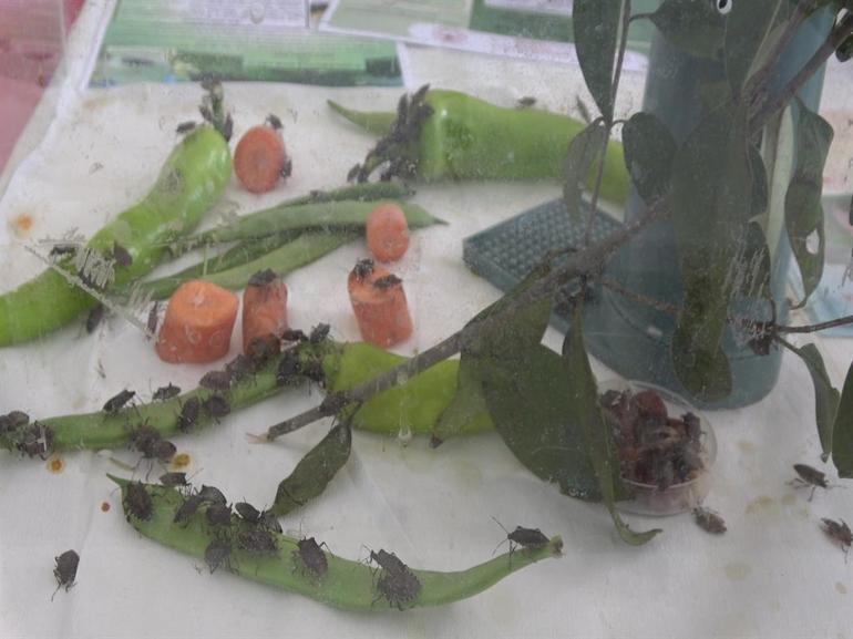 Samuray arısı, eşek arısı değil; kahverengi kokarcanın doğal düşmanı