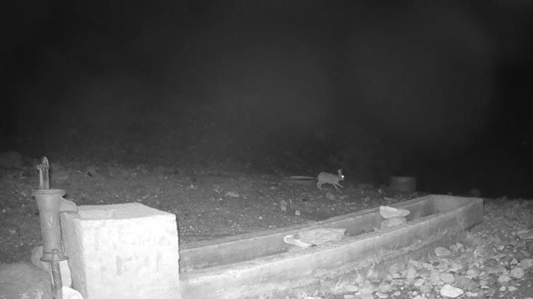 Aksarayda yaban hayvanları kameraya yansıdı