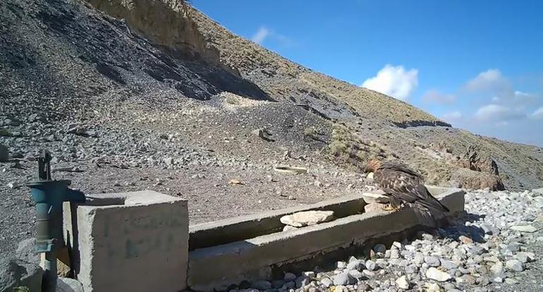 Aksarayda yaban hayvanları kameraya yansıdı