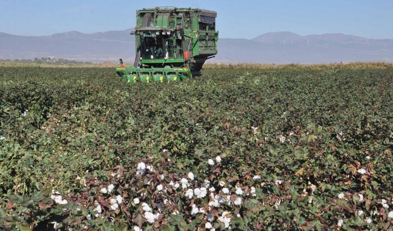 Gaziantep’te pamuk hasadı hasat başladı