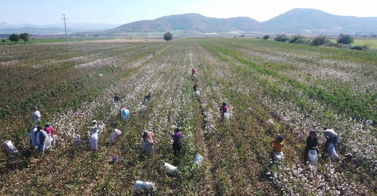 Gaziantep’te pamuk hasadı hasat başladı
