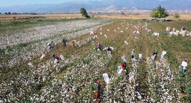 Gaziantep’te pamuk hasadı hasat başladı