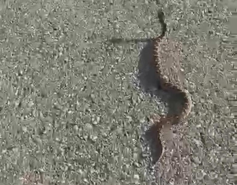 Engerek yılanını kuyruğundan yakalayıp, doğaya bıraktı; o anlar kamerada