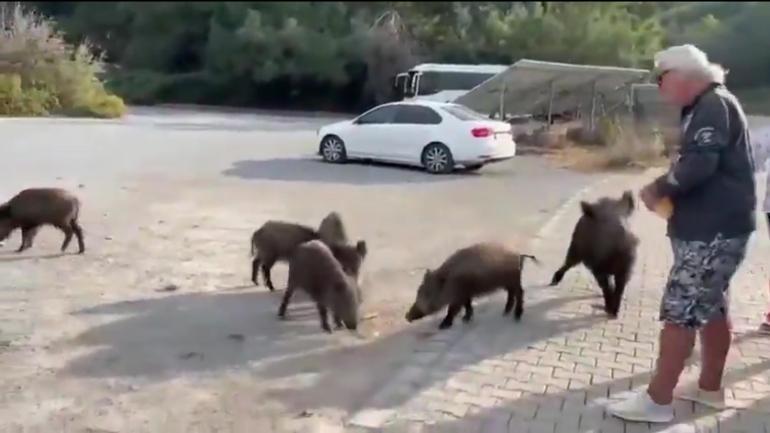 Beslemeye çalıştığı yaban domuzu, tatilcinin kolunu ısırdı; o anlar kamerada