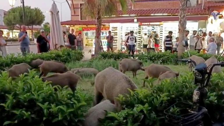 Beslemeye çalıştığı yaban domuzu, tatilcinin kolunu ısırdı; o anlar kamerada