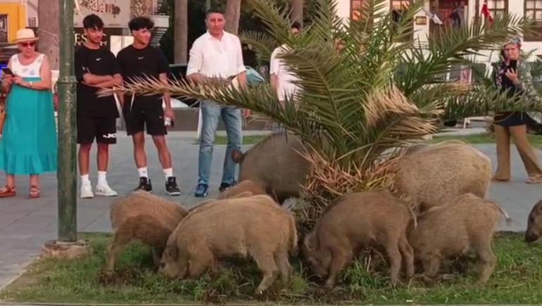 Beslemeye çalıştığı yaban domuzu, tatilcinin kolunu ısırdı; o anlar kamerada