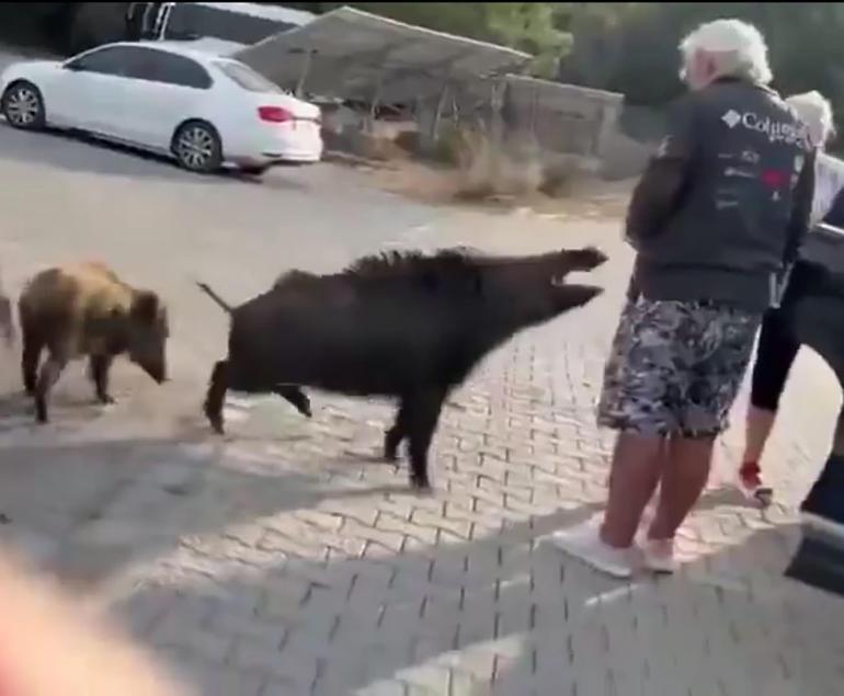 Beslemeye çalıştığı yaban domuzu, tatilcinin kolunu ısırdı; o anlar kamerada
