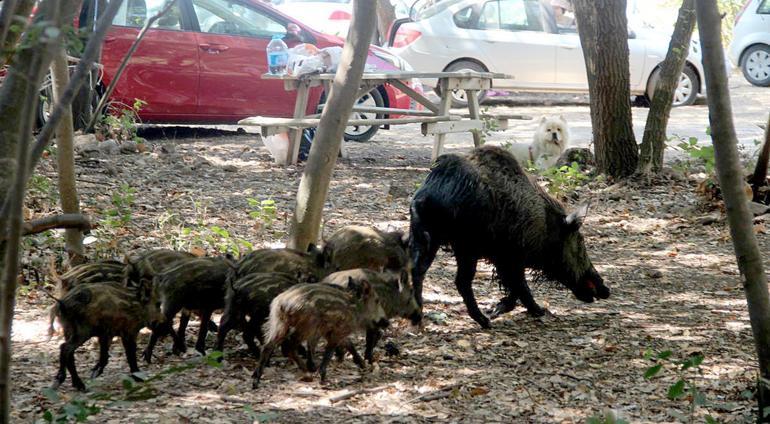 Beslemeye çalıştığı yaban domuzu, tatilcinin kolunu ısırdı; o anlar kamerada
