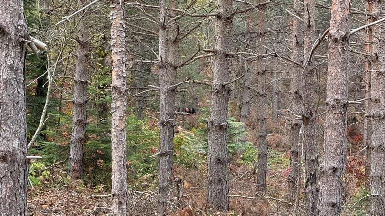 Kastamonuda kayıp anne ve oğlunu arama çalışmaları 4üncü günde