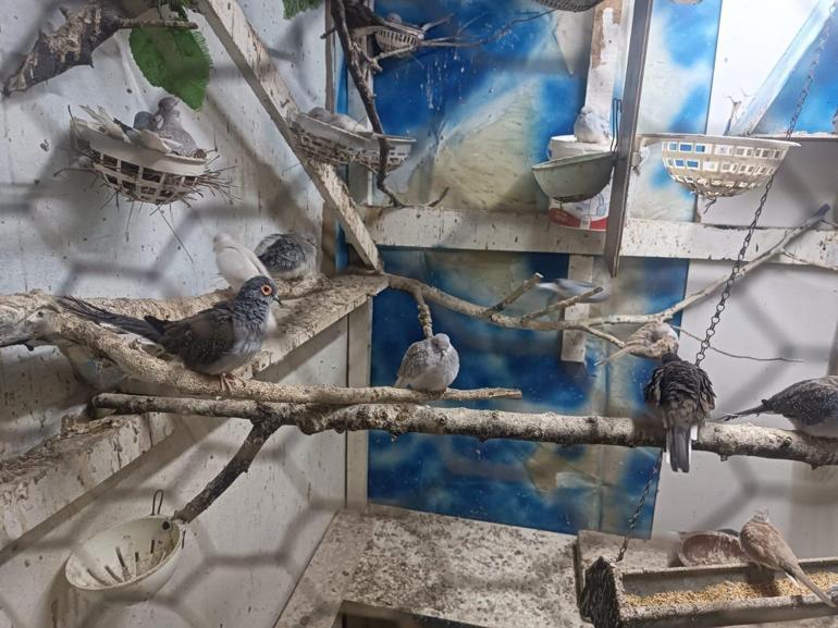 Tekirdağda yasa dışı yollarla getirilip üretimi yapılan 7 papağan ve 45 kumru ele geçirildi