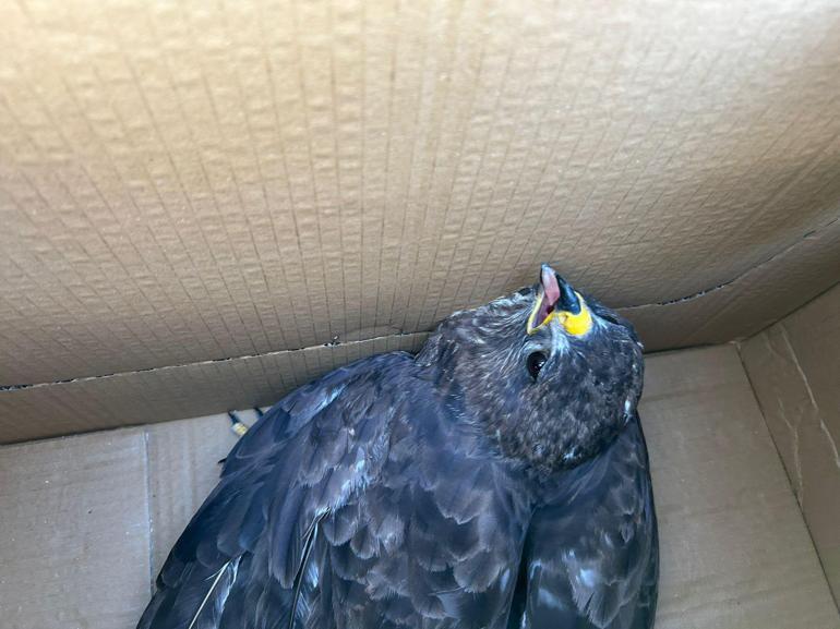 Yaralı şahin tedaviye alındı