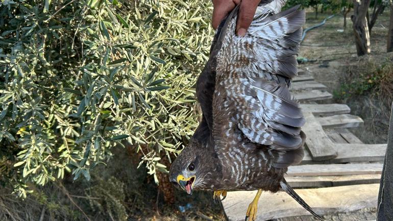Yaralı şahin tedaviye alındı