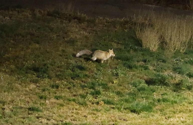 Bitliste kent merkezinde yiyecek arayan tilki kamerada