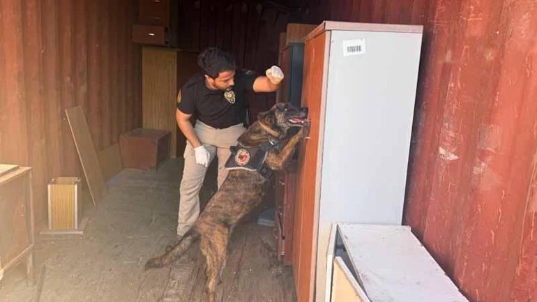 Narkotik köpeklerinin sıra dışı eğitimi; madde değil, oyuncağını arıyor