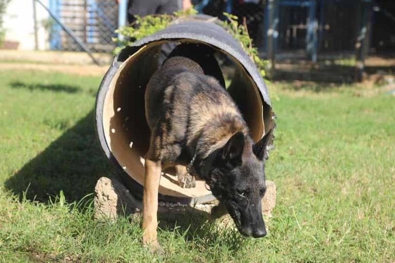 Narkotik köpeklerinin sıra dışı eğitimi; madde değil, oyuncağını arıyor