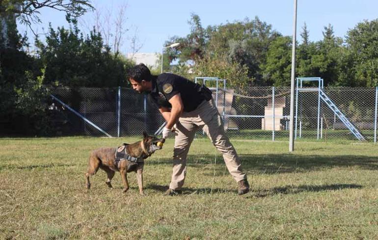 Narkotik köpeklerinin sıra dışı eğitimi; madde değil, oyuncağını arıyor
