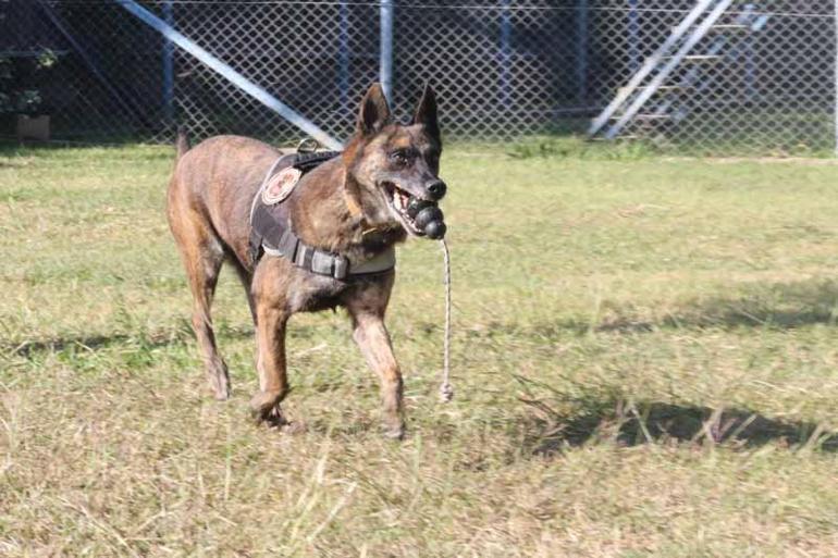 Narkotik köpeklerinin sıra dışı eğitimi; madde değil, oyuncağını arıyor