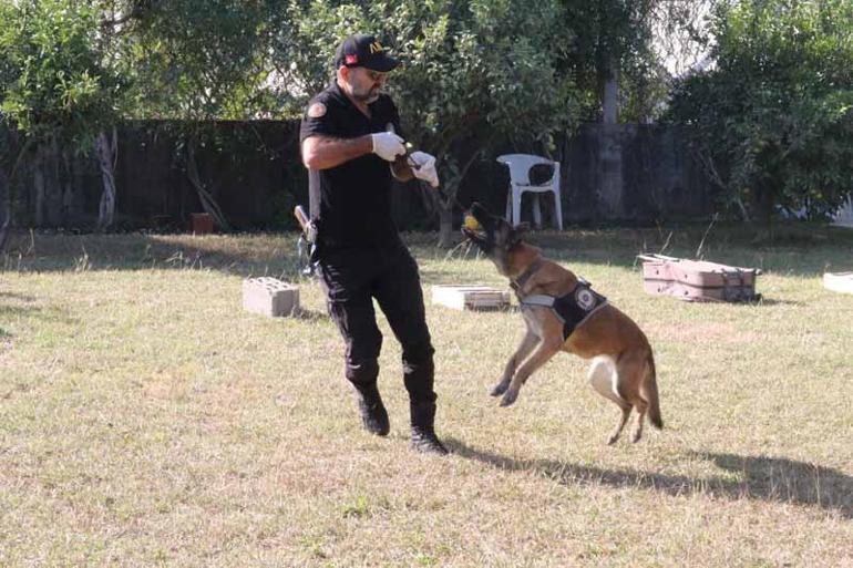 Narkotik köpeklerinin sıra dışı eğitimi; madde değil, oyuncağını arıyor